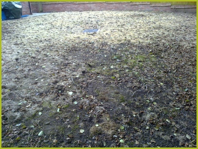 Weed Ridden Lawn Now Dead As A Result Of Spraying With Glyphosate Herbicide 